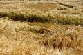 Oats, barley is ripe and yellow, strong storms caused the stalks to lie on the ground. the harvesters worsen the harvest and may r Royalty Free Stock Photo