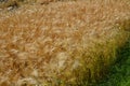 Oats, barley is ripe and yellow, strong storms caused the stalks to lie on the ground. the harvesters worsen the harvest and may r Royalty Free Stock Photo