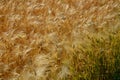 Oats, barley is ripe and yellow, strong storms caused the stalks to lie on the ground. the harvesters worsen the harvest and may r Royalty Free Stock Photo