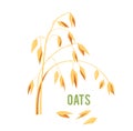 Oats cereals grain.