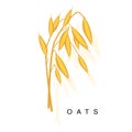 Oats Ear, Infographic Illustration With Realistic Cereal Crop Plant And Its Namer