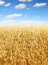 Oats field Royalty Free Stock Photo