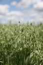 Oats field Royalty Free Stock Photo