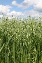 Oats field Royalty Free Stock Photo