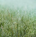 Oats field Royalty Free Stock Photo