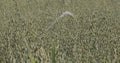 Oats flutters in the wind, camera movement