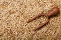 Oats grains as background