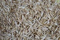 Oats grains close up, natural texture background, top view Royalty Free Stock Photo