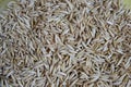 Oats grains close up, natural texture background, top view Royalty Free Stock Photo