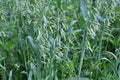 Oats grow in the field in a mixture of other forage grasses Royalty Free Stock Photo