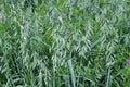 Oats grow in the field in a mixture of other forage grasses Royalty Free Stock Photo