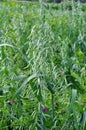 Oats grow in the field in a mixture of other forage grasses Royalty Free Stock Photo