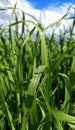 Oats growing on a field Royalty Free Stock Photo