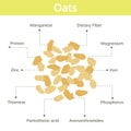 Oats nutrient of facts and health benefits, info graphic