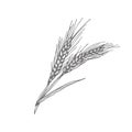 Oats, oat flakes. Graphic illustrations. Agriculture industry organic crop products for oat groats flakes, oatmeal