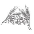 Oats, oat flakes. Graphic illustrations. Agriculture industry organic crop products for oat groats flakes, oatmeal