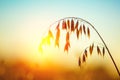 Oats spike in sunset light. Oat field at sunset Royalty Free Stock Photo