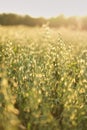 oats on sunset texture green field sunshine theme Environment protection.