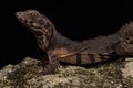 Oaxacan spiny-tailed iguana Ctenosaura oaxacana
