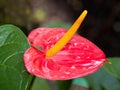 Obake anthurium flower Royalty Free Stock Photo
