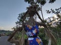 The OBANG ABING Cultural Festival is a tradition to make statues of people from straw as an effort to repel pests,