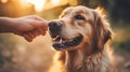 obedience dog hand shake