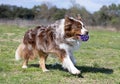 obedience training with a Australian Shepherd Royalty Free Stock Photo