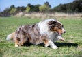 obedience training with a Australian Shepherd Royalty Free Stock Photo