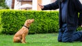 Obedience training. Man training his vizsla puppy the Sit Command using treats. Royalty Free Stock Photo