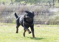 obedience training with a rottweiler