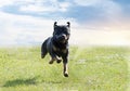 obedience training with a rottweiler