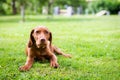 Obedience training. Vizsla puppy learning the Lie down Command. Cute Hungarian Vizsla puppy laying down on lawn.