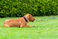 Obedience training. Vizsla puppy learning the Lie down Command. Cute Hungarian Vizsla puppy laying down on lawn.