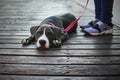 Obedient adorable chocolate purebred beagle puppy dog lying down on wooden path with boring and melancholic look Royalty Free Stock Photo