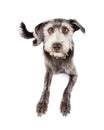 Obedient Attentive Terrier Crossbreed Dog Laying Royalty Free Stock Photo