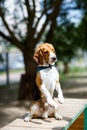 Obedient beagle dog executes the command Royalty Free Stock Photo