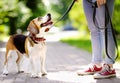 Obedient Beagle dog with his owner. Walking of pets