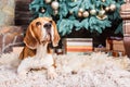 Obedient beagle dog waiting for gifts on the fur carpet near Cristmas tree.