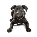 Obedient Black Labrador Crossbreed Puppy Royalty Free Stock Photo