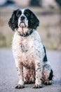 An obedient black and white English springer spaniel in the Italian countryside.