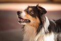 Obedient Border collie dog. Head Portrait