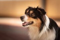 Obedient Border collie dog. Head Portrait