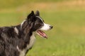 Obedient Border collie dog. Head Portrait