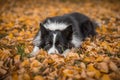 Obedient Border Collie Dog in Autumn Foliage