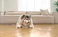 An obedient canine patiently seated on a room floor, comfortable couch settled behind it