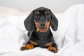 Obedient cute black and tan dachshund puppy sitting on white blanket and touching gaze looks straight in bedroom. Gentle