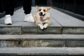 The obedient cute corgi