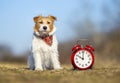 Obedient cute dog sitting in the grass, pet training concept Royalty Free Stock Photo