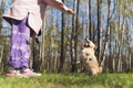 Obedient cute funny dog standing on two back legs asking for a treat. Unrecognizable woman holding a dog snack, training