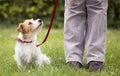 Obedient cute pet dog puppy looking up to his owner Royalty Free Stock Photo